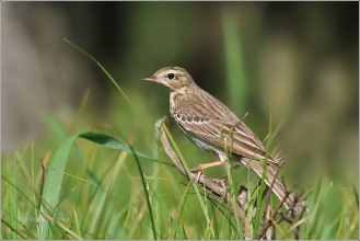 <p>LINDUŠKA LESNÍ (Anthus trivialis) /Tree pipit - Baumpieper/</p>